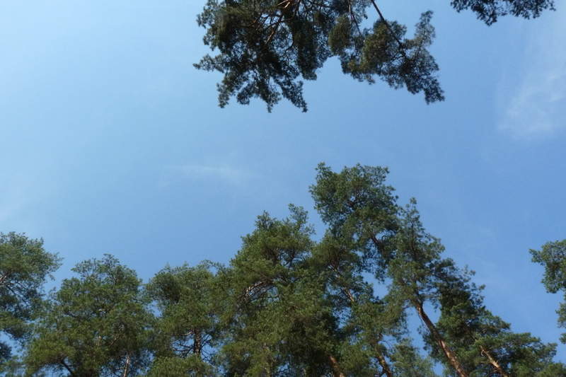 Подосинки IMAGE P1020865-full.jpg