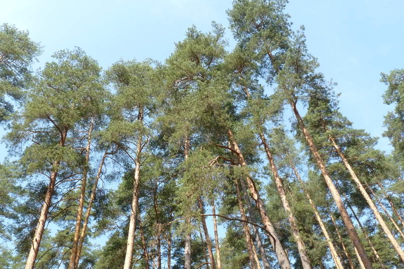 Подосинки IMAGE P1020866-full.jpg