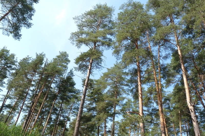 Подосинки IMAGE P1020867-full.jpg