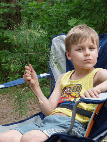 Подосинки IMAGE P1030213-A.gif