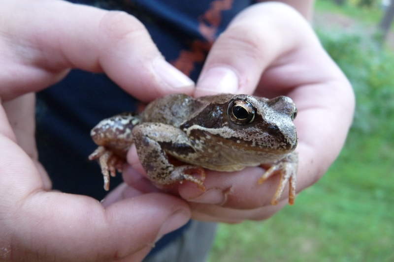 Подосинки IMAGE P1030255-full.jpg