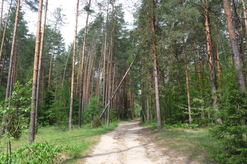 Подосинки IMAGE P1030328-full.jpg