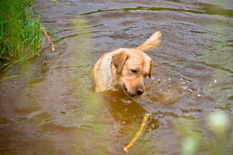 Подосинки IMAGE 2011.06.04-17.21.43-oleg-019-full.jpg