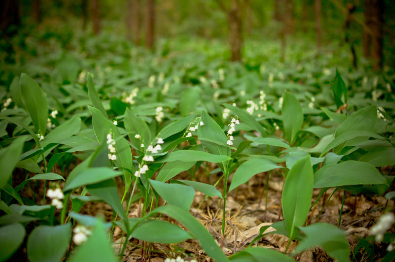 Подосинки IMAGE 2011.06.04-19.51.33-oleg-083-full.jpg