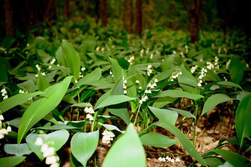 Подосинки IMAGE 2011.06.04-19.52.18-oleg-084-full.jpg