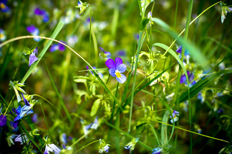 Подосинки IMAGE 2011.06.04-20.00.10-oleg-092-full.jpg