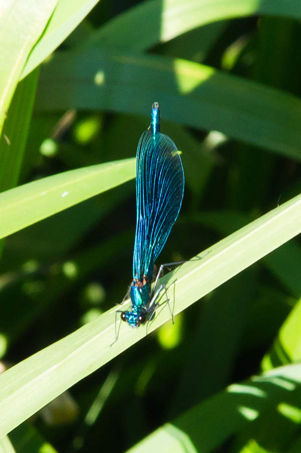 Подосинки IMAGE 2011.06.05-08.57.10-oleg-128-full.jpg