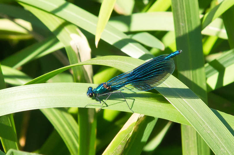 Подосинки IMAGE 2011.06.05-08.57.39-oleg-129-full.jpg