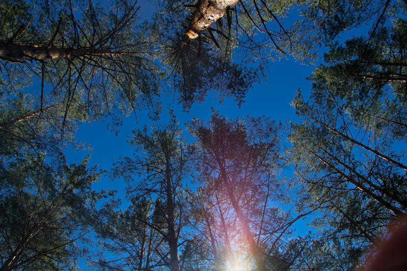 Подосинки IMAGE 2011.06.05-09.18.33-oleg-134-full.jpg