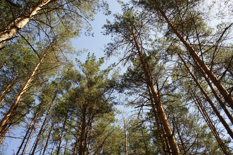 Подосинки IMAGE 2011.06.05-10.00.18-alena-13-full.jpg