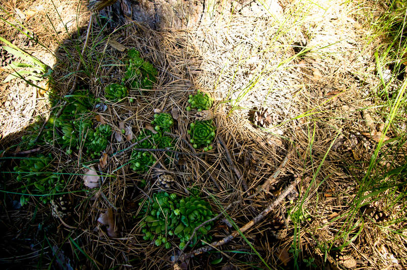 Подосинки IMAGE 2011.06.05-10.06.20-oleg-144-full.jpg