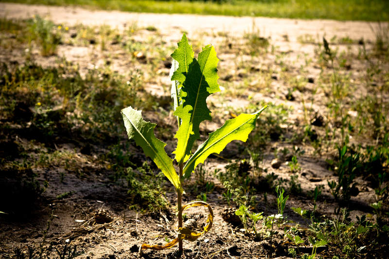 Подосинки IMAGE 2011.06.05-10.11.56-oleg-145-full.jpg